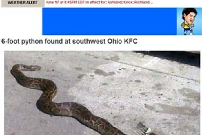 Cobra com quase dois metros é achada em fast-food nos EUA