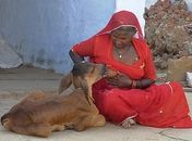 Mulher amamenta bezerro