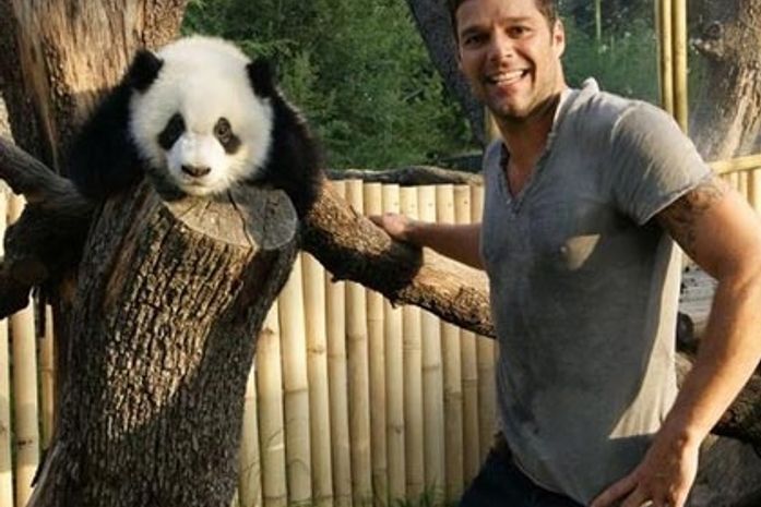Ricky Martin visita filhotes de panda em zoológico na espanha