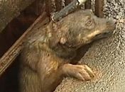 Bombeiros resgatam cachorro preso em bueiro no Paraná