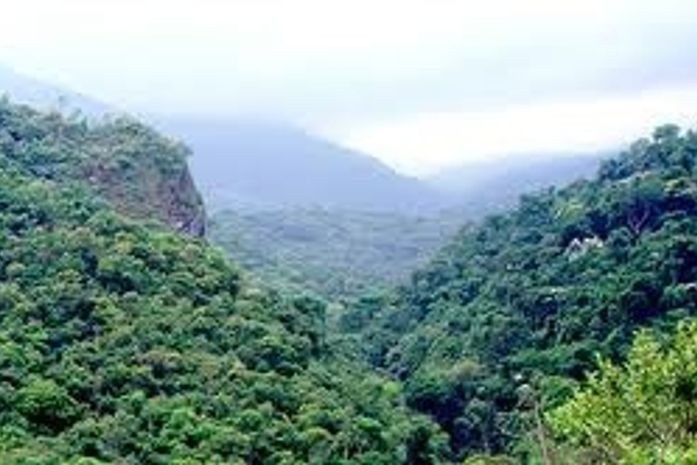 Em Alagoas, projeto ajuda a recuperar Mata Atlântica