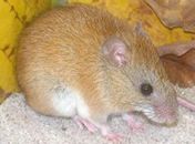 Ratinho-goyatacá, novo mamífero descoberto em parque
nacional do estado do Rio de Janeiro 