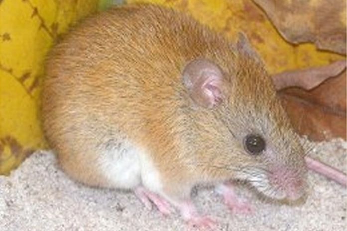 Ratinho-goyatacá, novo mamífero descoberto em parque
nacional do estado do Rio de Janeiro