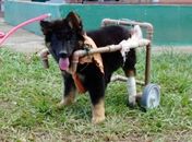 Filhote nasceu com paraplegia e não mexe as patas
traseiras 