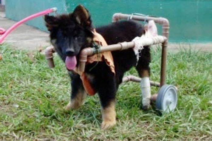 Filhote nasceu com paraplegia e não mexe as patas
traseiras