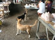 Cães circulam entre bancas do Mercado da Carne de Penedo