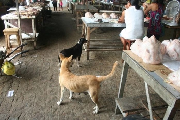 Cães circulam entre bancas do Mercado da Carne de Penedo