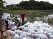 Lagoas de Piaçabuçu recebem peixes de espécies nativas
