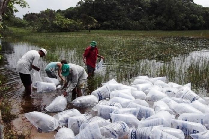 Lagoas de Piaçabuçu recebem peixes de espécies nativas