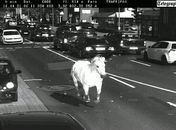 Veículo com apenas um cavalo no motor