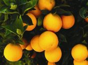 Agricultores recebem 30 mil mudas de laranja nesta quarta-feira
