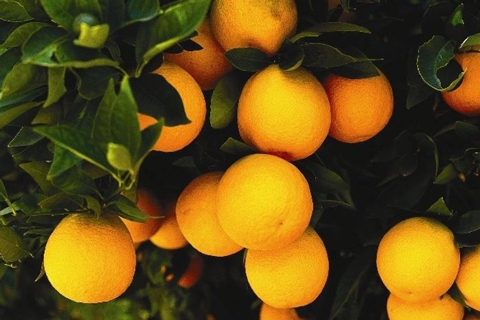 Agricultores recebem 30 mil mudas de laranja nesta quarta-feira