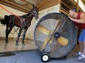 Cavalo ganha ventilador para se refrescar nos EUA