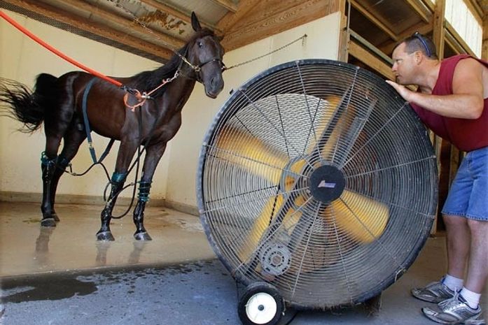 Cavalo ganha ventilador para se refrescar nos EUA