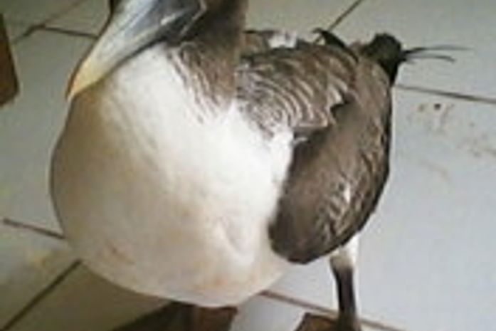 Palestra em escola, marca a comemoração do aniversário de 21 anos do ECA.