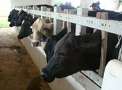Agricultores finalizam nesta sexta-feira curso de inseminação artificial