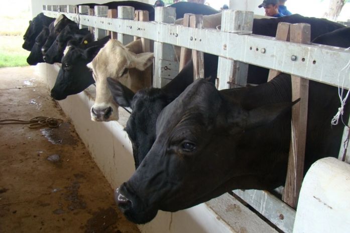 Agricultores finalizam nesta sexta-feira curso de inseminação artificial