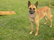 Cão é treinado para encontrar celular 