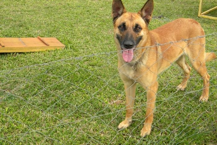 Cão é treinado para encontrar celular