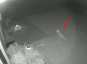 Mulher diz que teve casa invadida por "bebê dinossauro"