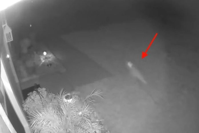 Mulher diz que teve casa invadida por "bebê dinossauro"