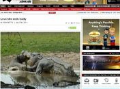 Turistas flagram crocodilo devorando rival na Austrália