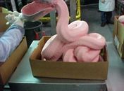Você sabe o que é essa meleca rosa da foto?