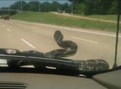 Americana leva susto após cobra surgir no para-brisa enquanto dirigia