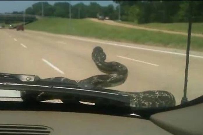 Americana leva susto após cobra surgir no para-brisa enquanto dirigia