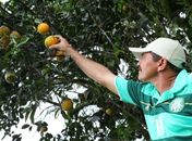 Vale do Mundaú: Cadeia produtiva da Laranja movimenta R$ 13 milhões