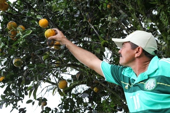 Vale do Mundaú: Cadeia produtiva da Laranja movimenta R$ 13 milhões