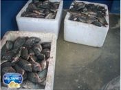 Realizada mais uma despesca do Programa Água Doce no Povoado Pedra d Água
