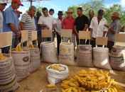 Dia de Campo vai orientar agricultores para aumento da produtividade de milho