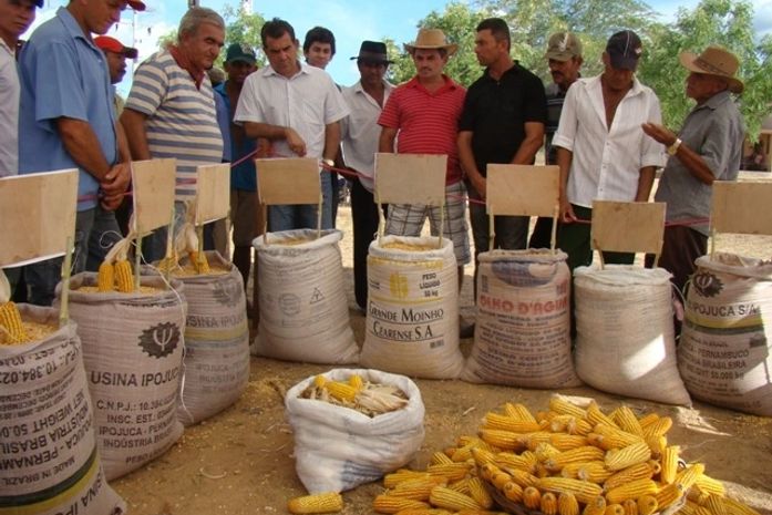 Dia de Campo vai orientar agricultores para aumento da produtividade de milho