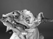 Fotógrafa mostra em fotos detelhadas movimentos dos cães se secando