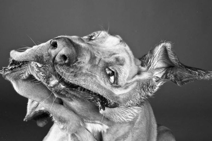 Fotógrafa mostra em fotos detelhadas movimentos dos cães se secando