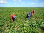 Agricultores são incluídos em programas do Governo do Estado