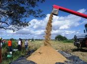 Programa da Prefeitura de Penedo garante retomada da cultura do arroz