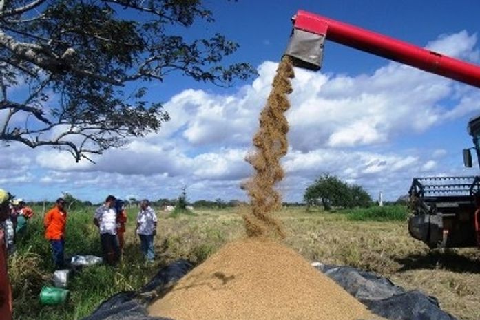 Programa da Prefeitura de Penedo garante retomada da cultura do arroz