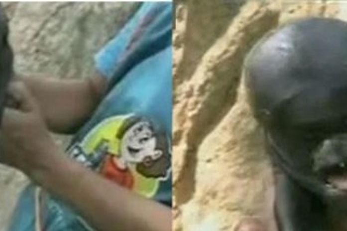 Guatemala culpa aliens por porquinho mutante