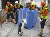 Pinguim-celebridade é solto na Antártida após passar por cirurgia