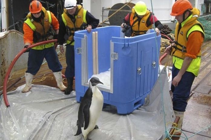 Pinguim-celebridade é solto na Antártida após passar por cirurgia