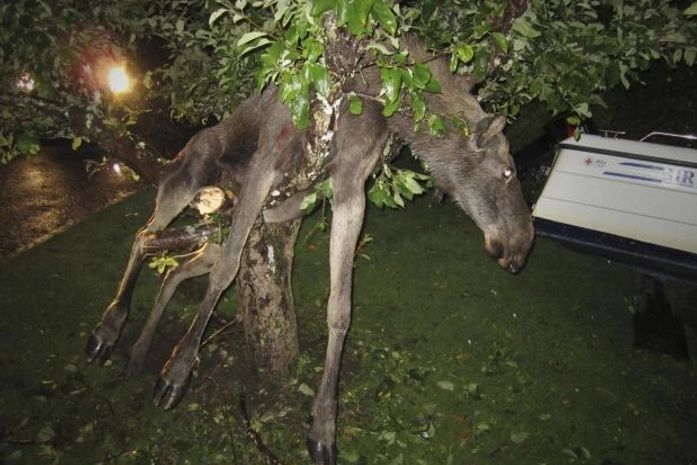 Alce "bêbado" é encontrado preso em árvore na Suécia