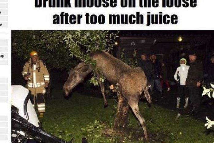 Alce 'bêbado' fica preso em árvore na Suécia