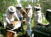 Projeto vai garantir aumento da produção de abelhas rainhas