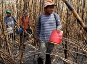 Cortadores de cana alagoanos estariam recebendo crack para produzir mais