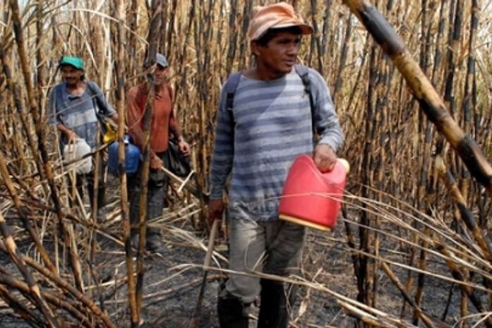 Cortadores de cana alagoanos estariam recebendo crack para produzir mais