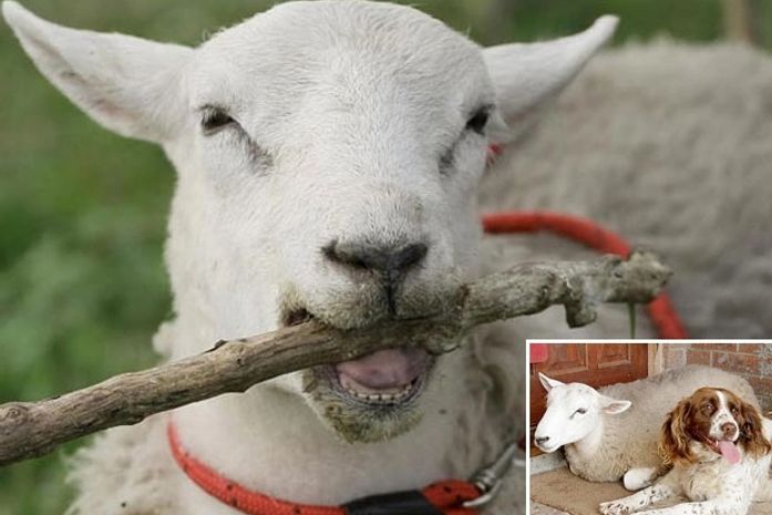 Carneiro britânico acredita ser cão pastor e até agrupa rebanho