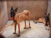 Delegacia de Proteção aos Animais de Ribeirão Preto fechou canil por maus-tratos