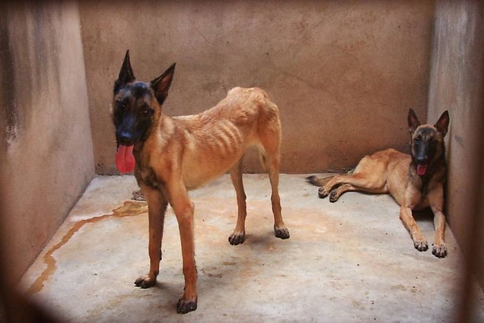 Delegacia de Proteção aos Animais de Ribeirão Preto fechou canil por maus-tratos